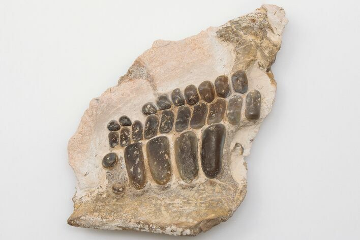 Fossil Pycnodont (Anomoeodus) Crushing Mouth Plate - Morocco #196690